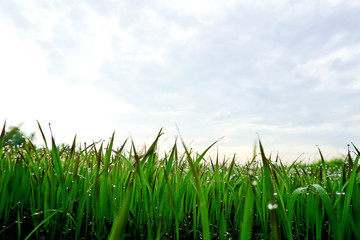 Fresh green grass with dew drops closeup. Nature Background