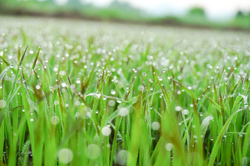 drops of dew on a green grass (background)