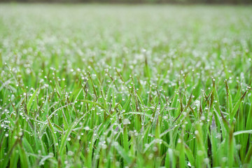 drops of dew on a green grass