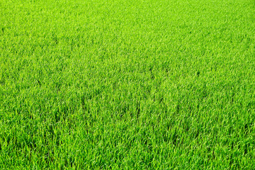 Close up Green artificial grass textures background