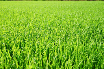 field of green grass
