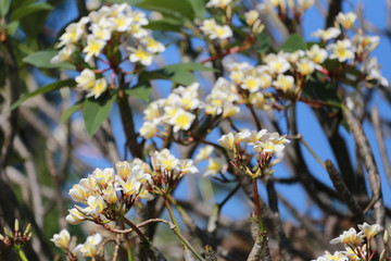 Plumeria flower bloom in the garden.