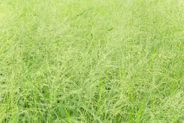 grass flowers background.