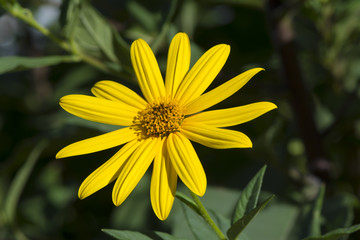Helianthus Tuberosus Flower, aka Jurusalem Arichoke