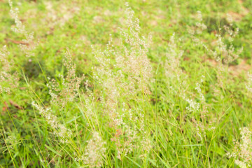grass flowers background.