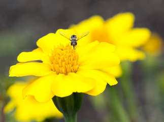 Yellow and Orange Marigold Flowers and Hoverfly