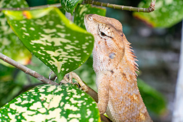 Female Oriental garden lizard (chordata: Sarcopterygii: reptilia: squamata: Agamidae: Calotes versicolor) climbing and crawling on a tree
