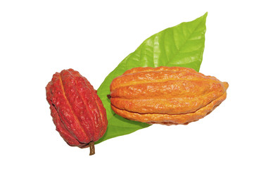 fresh cacao fruit