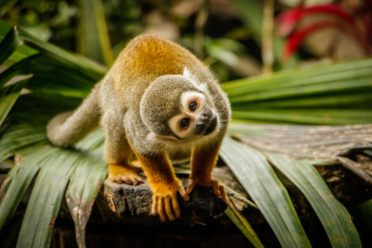 Funny look of sqirrel monkey in a rainforest, Ecuador