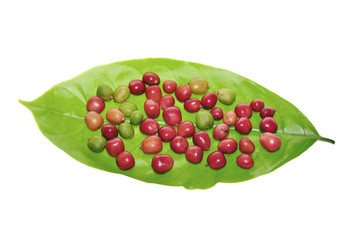 fresh coffee beans on leaf