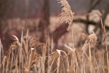 Fototapeta premium Winter background of frosty grass at the sunset with copy space