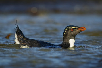 Rockhopper penguin (Eudyptes chrysocome) swimming in a tidal pool