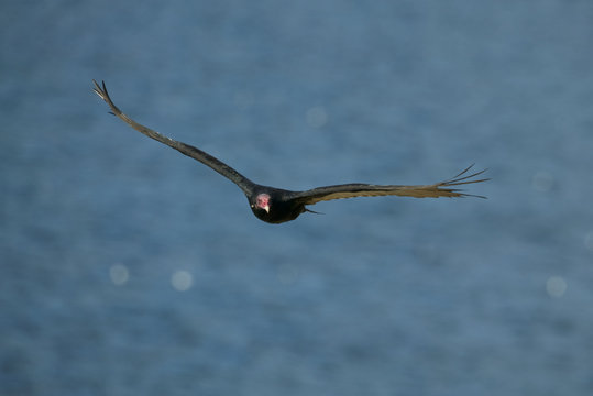 Turkey vulture (Cathartes aura)