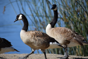 Geese