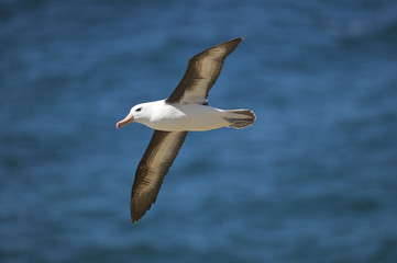 Black-browed Albatross (Thalassarche melanophris)