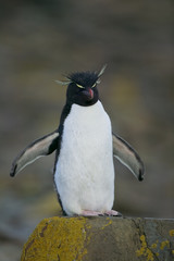Rockhopper penguin (Eudyptes chrysocome) on rocks