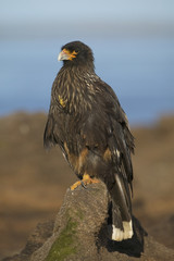 Striated caracara (Phalcoboenus australis)