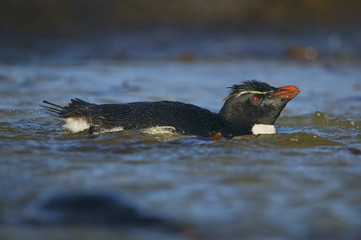 Rockhopper penguin (Eudyptes chrysocome)