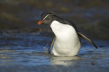 Fototapeta premium Rockhopper penguin (Eudyptes chrysocome) arrving from the sea