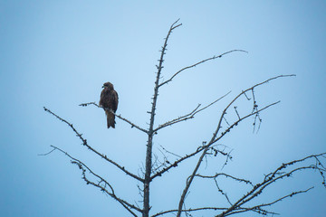 Black kite on the tree