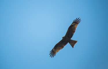Black kite in the sky
