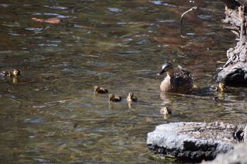 Duck family