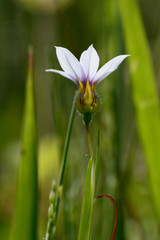 A tiny flower of annual blue-eyed grass.