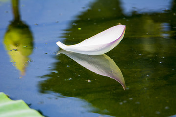 Petals floating in the water