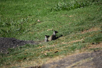 Squirrels