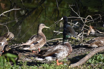 Ducks