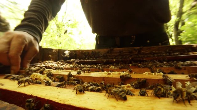 Hands Without Gloves Permute Frames in Hive With Bees Close up