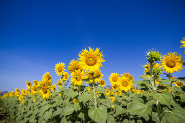 beautiful sunflower field, Bright yellow sunflower Lopburi, Thailand