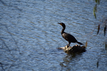 Cormorant