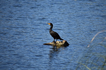 Cormorant