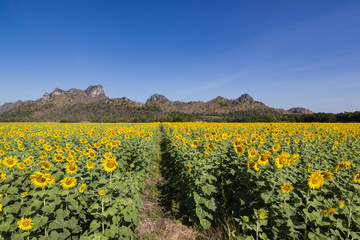 Fototapeta na wymiar beautiful sunflower field, Bright yellow sunflower Lopburi, Thailand