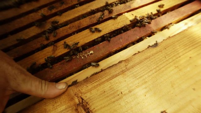 Camera Flies Dowm Hand Closes Hive With Board Close up