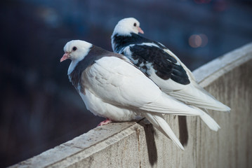 two lovers white and black doves on the balcony to greet the sunset and the sun