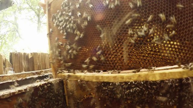 Frame For Honeycombs With Bees in Front of Camera Hiver Knocks it