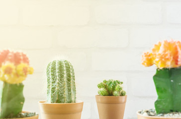 Closeup fresh green cactus in brown plastic pot for decorate with blurred group of color cactus and white brick wall textured background with copy space
