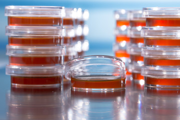 Pile petri dish for growing cultures of microorganisms in doctor hand , fungi and microbes. A Petri dish  ( Petrie dish. Petri plate or cell-culture dish)