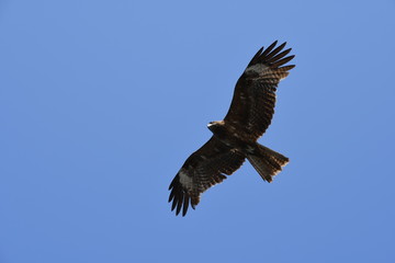 black kite