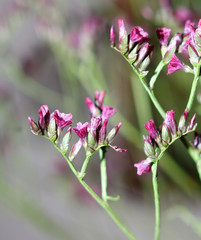 Geranium flowers