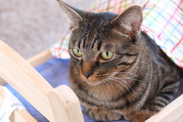 cat
