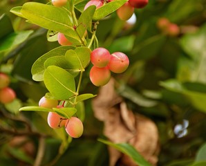 Bengal Currants ripe on tree natural backdrop and blurry.
