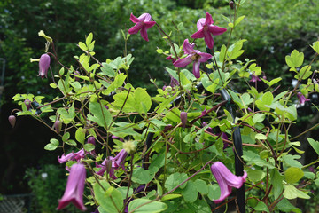 6月初夏 赤紫色のクレマチス