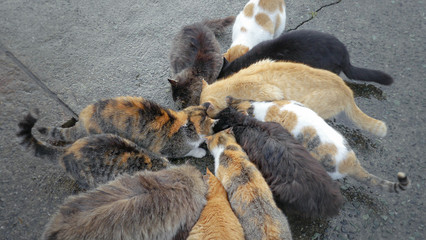 野良猫の群れ