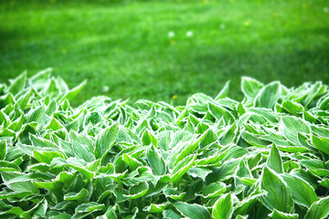 Hosta, garden ornamental plant