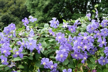 6月初夏 薄紫色のクレマチス