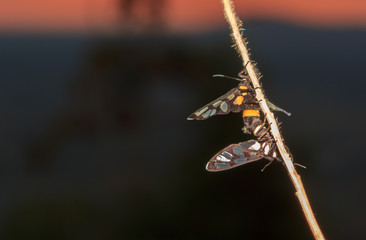 Insect breed on branches at sunset.