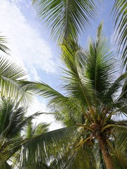 Fototapeta na wymiar coconut tree on the beach with blue sky
